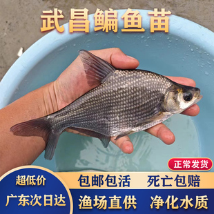 鳊鱼鱼苗武昌鱼苗淡水养殖食三角鲂团头鲂鱼边鱼苗活体扁鱼苗批