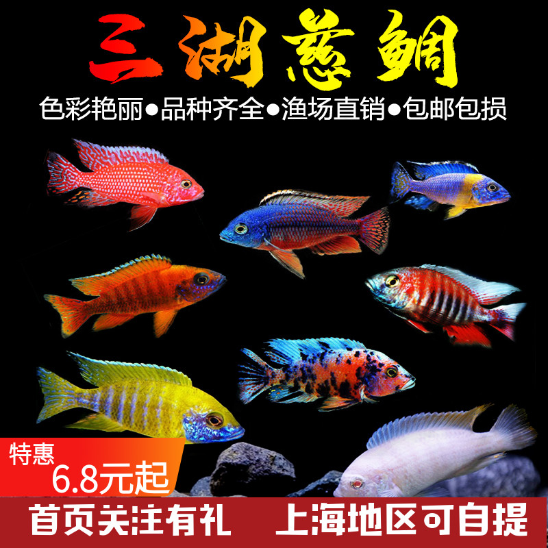 三湖慈鲷鱼黑线王子活体中小型耐养易活热带观赏鱼淡水鱼