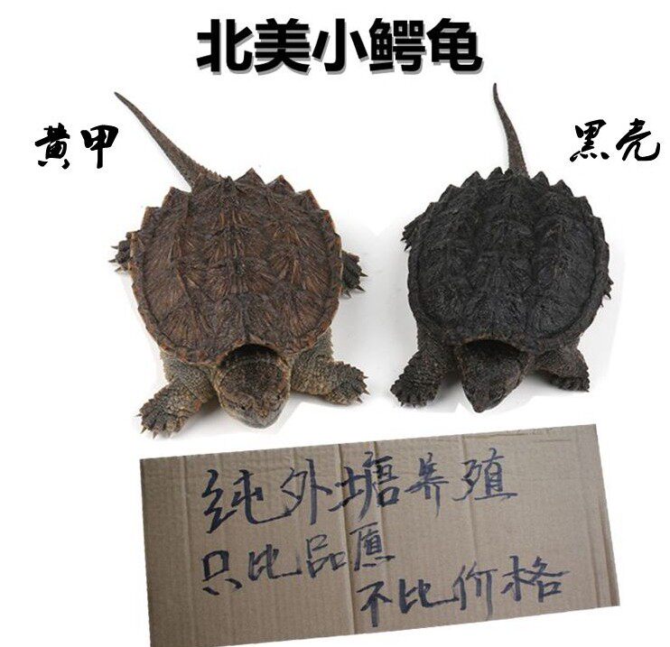 外塘北美小鳄龟拟鳄龟鳄鱼龟宠物龟/鳖