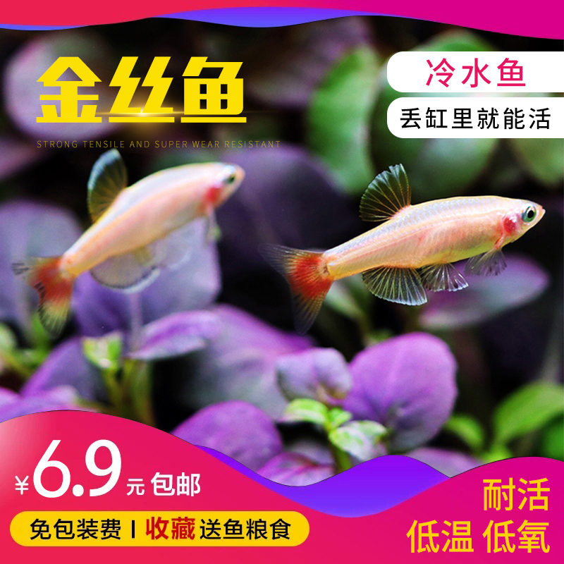 白云金丝鱼冷水活体小型原生鱼唐鱼不加温观赏耐活淡红尾灯科包活