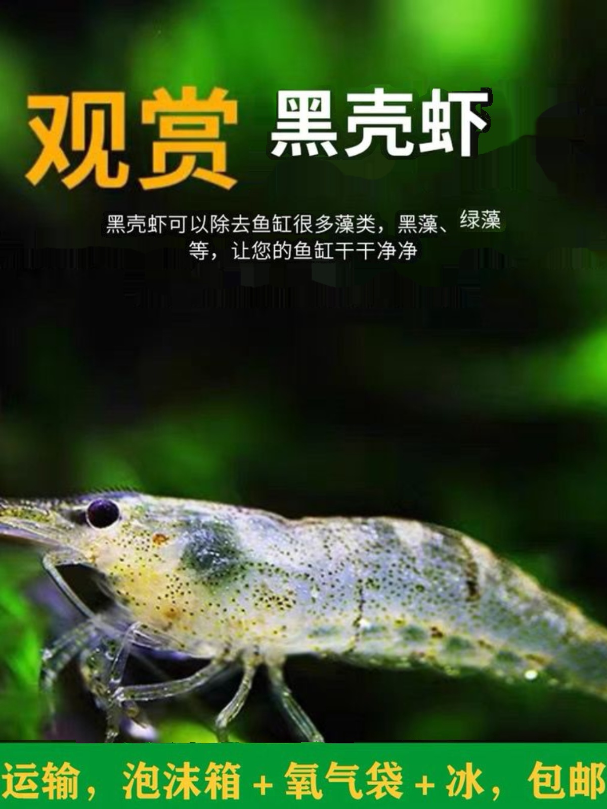 水族观赏虾水草除藻虾黑壳虾好养易活乌龟龙鱼饲料水草造景虾