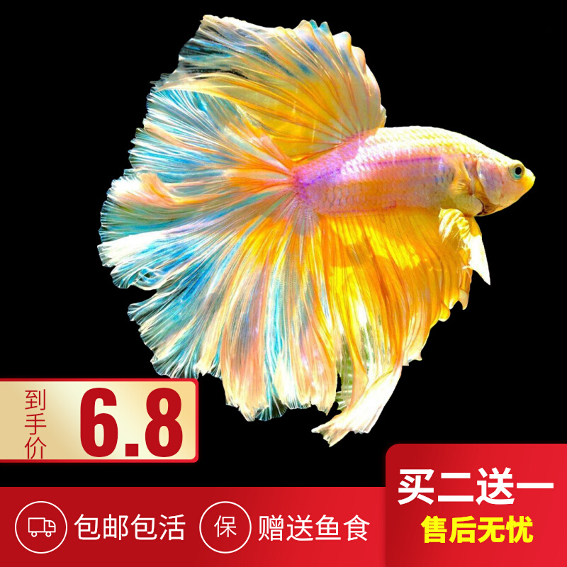 泰国斗鱼活鱼包邮大耳半月将军马尾狮王印尼糖果母鱼热带鱼观赏鱼