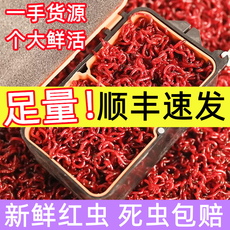 钓鱼用的虫子红虫活饵特大号拉饵小鲜活喂鱼食海钓挂钩虫鲫鱼专用图片