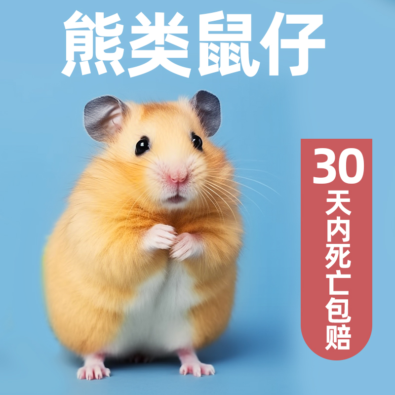 疯狂水草仓鼠金丝熊活物一对活体送笼子包活运输合集无需打疫苗