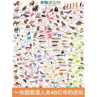 生物演化简表 科普图谱 谱系树生命生物链进化之树海报 知识点
