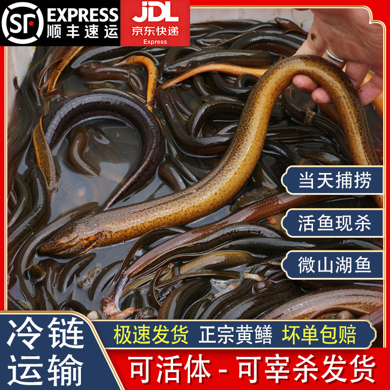 微山湖生态土黄鳝可发活体