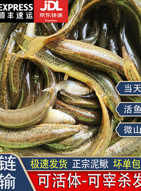 微山湖生态泥鳅淡水湖渔民捕捞新鲜活体现杀土青鳅黄鳅大板鳅包邮