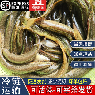 微山湖生态泥鳅淡水湖渔民捕捞新鲜活体现杀土青鳅黄鳅大板鳅包邮