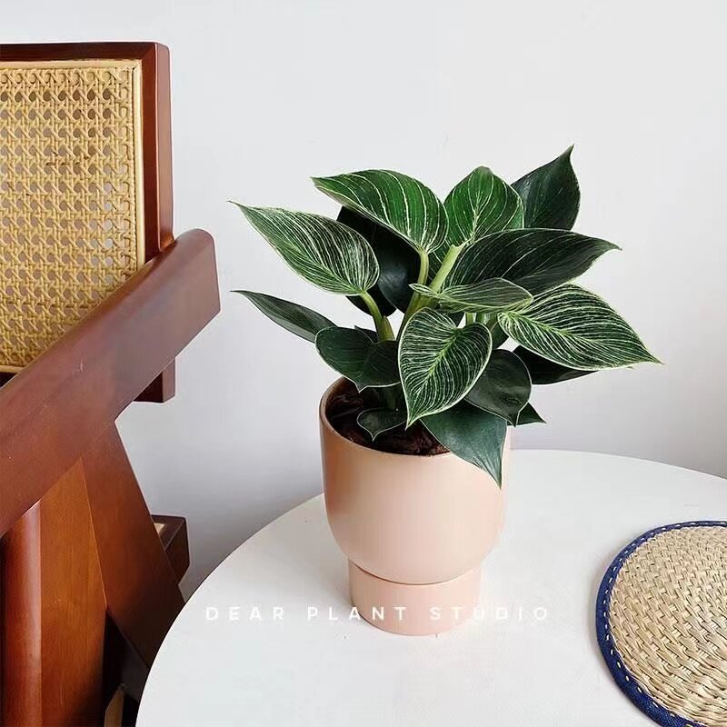 绿公主植蔓绿绒铂金钻餐桌面办公室内盆栽北欧风懒人好养四季常青