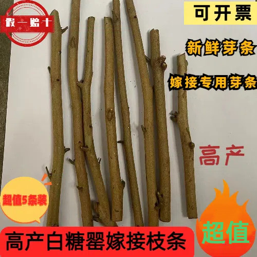高产白糖罂荔枝嫁接枝条接穗5条装新鲜芽条高产荔枝当天现剪广东