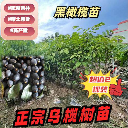 乌榄树苗正宗嫁接树苗高产2棵装乌榄苗带土带叶成活率高2年苗广东