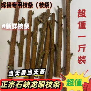 广东嫁接枝条储良龙眼嫁接专用牙条一斤装当天剪当天寄新鲜包邮
