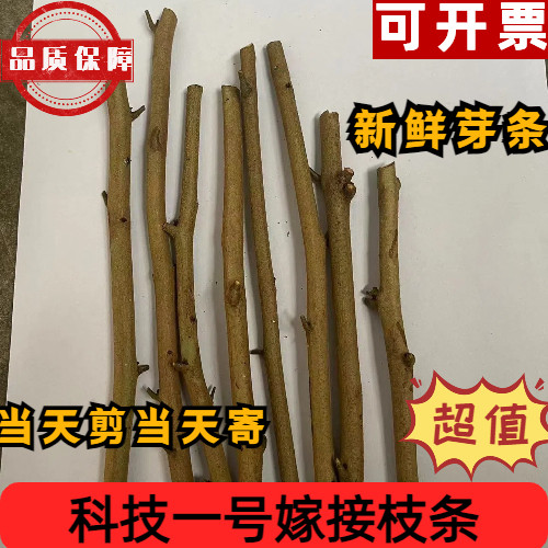 科技一号嫁接枝条包邮正宗新鲜