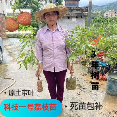 全网爆款科技一号荔枝树苗死包赔