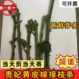 广东正宗贵妃黄皮嫁接枝条6条接芽条保真嫁接枝条当天现剪现寄高
