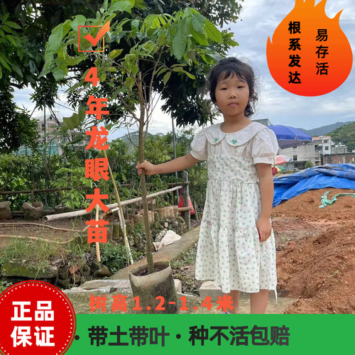 石硖龙眼常绿良品嫁接树苗