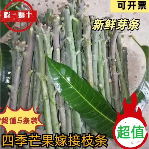 四季芒果嫁接枝条接穗5条装新鲜芽条四季芒果当天现剪专用芽条正