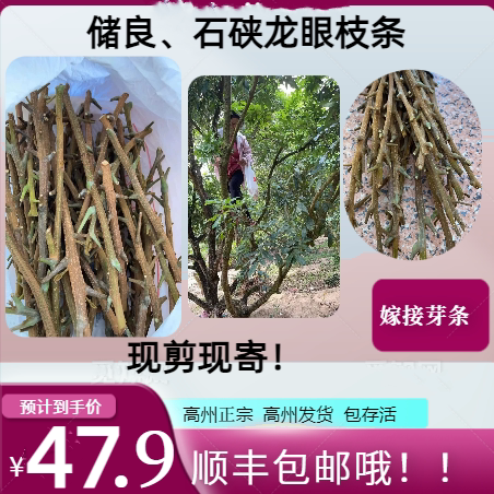 龙眼芽条新鲜枝条现剪现寄嫁接