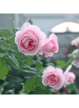 娜强河1.5米左右马LQL土球货香四季耐发荫耐热拱门花墙