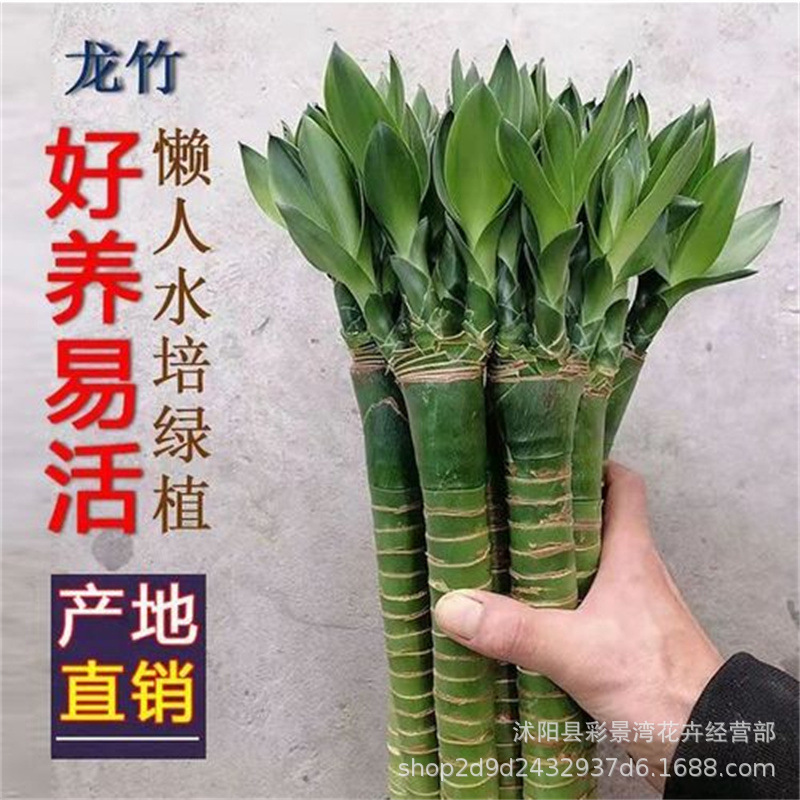 多头龙竹富贵竹转运竹水养水培