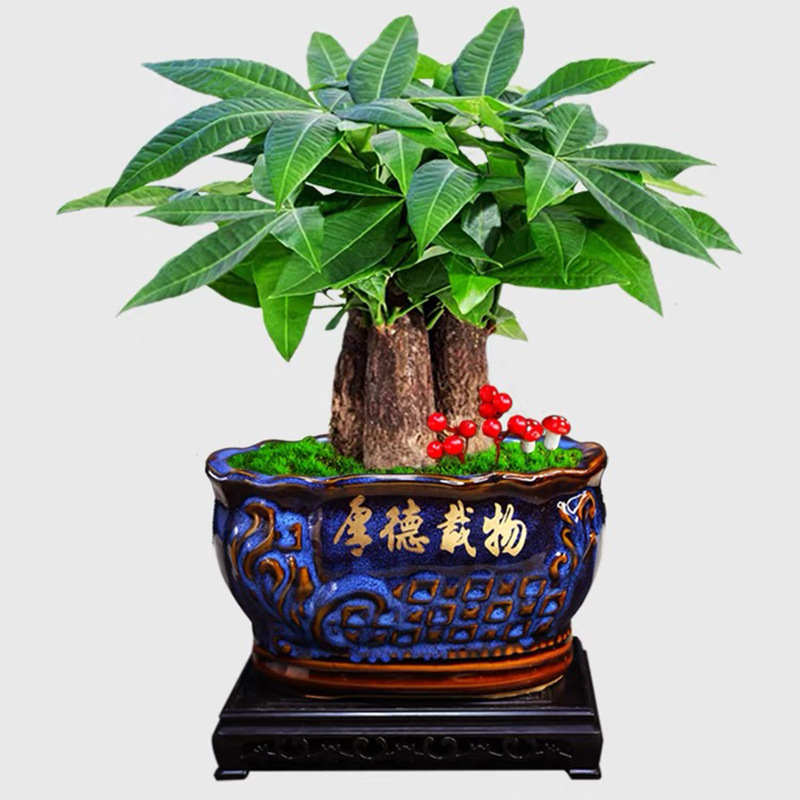 杆老桩发财树盆栽绿植办公室内