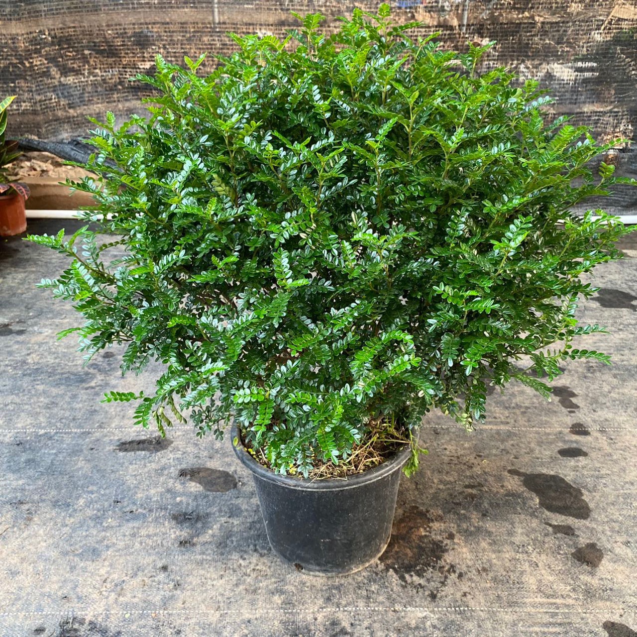 清香胡椒木盆栽绿植物室内外花卉