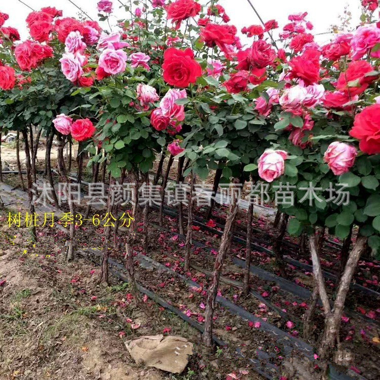江苏树桩月季基地大花树庭院别墅