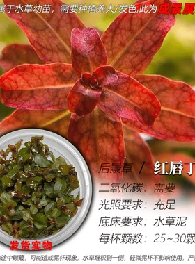 红唇丁香水草水下叶草缸中后景阳性水下植物红色有茎挺水ADA造景