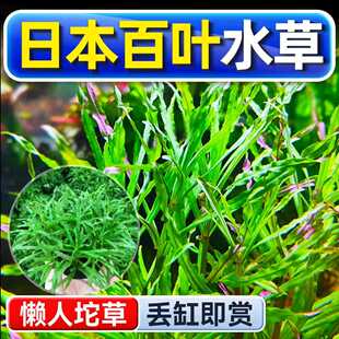 日本百叶水草巴西百叶鱼缸造景物阴性真草新手水下叶