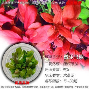 极乐鸟椒草无菌杯阴性水草红宝石椒草极乐鸟水草中景水草红色发色