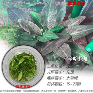 辛哈拉加思维椒草无菌杯水草鱼缸草缸前中景造景阴性淡水增氧植物