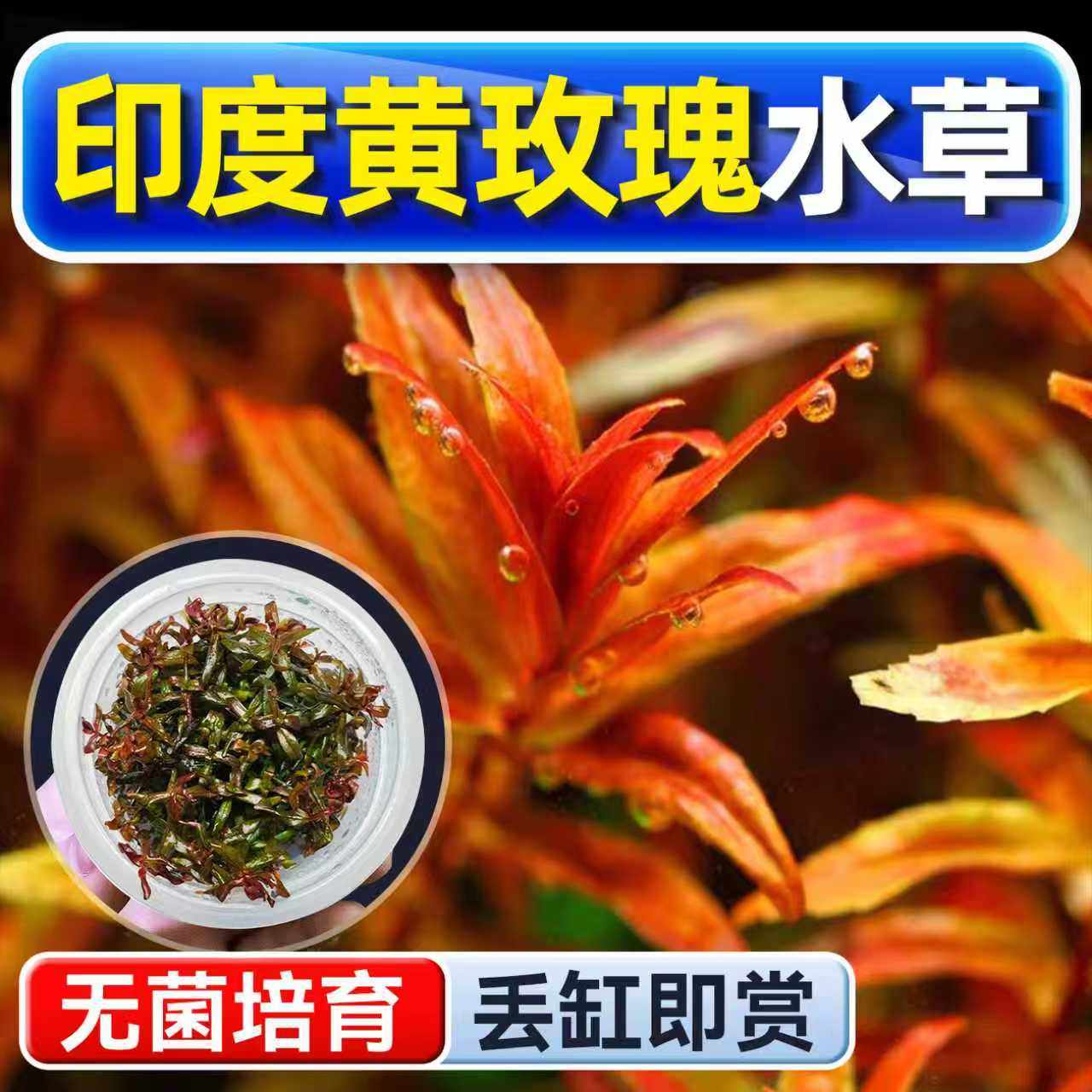 印度黄玫瑰无菌杯后景草鱼缸草造景水草荷兰景无藻无螺水下叶懒人,宠物/宠物食品及用品,水草,淘宝优惠券,粉丝福利购,淘宝优惠卷