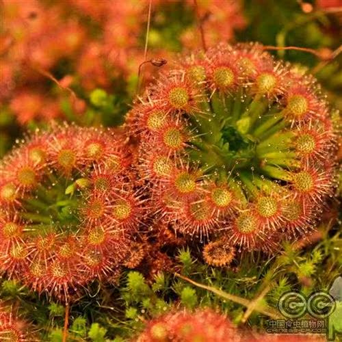 食虫草月亮湖冬芽尝新迷你茅膏菜生态创意微景观水陆缸包邮