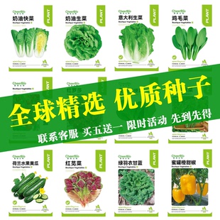 生菜鸡毛菜青菜红苋菜羽衣甘蓝种籽叶菜类种子合集