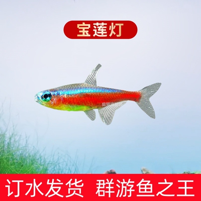 宝莲灯观赏鱼大号红绿灯热带鱼小型鱼苗灯科鱼淡水草缸群游鱼活体