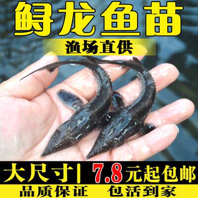 鲟鱼鱼苗淡水养殖食用好养活体中华鱼缸清道夫冷水观赏鱼鲟龙鱼苗