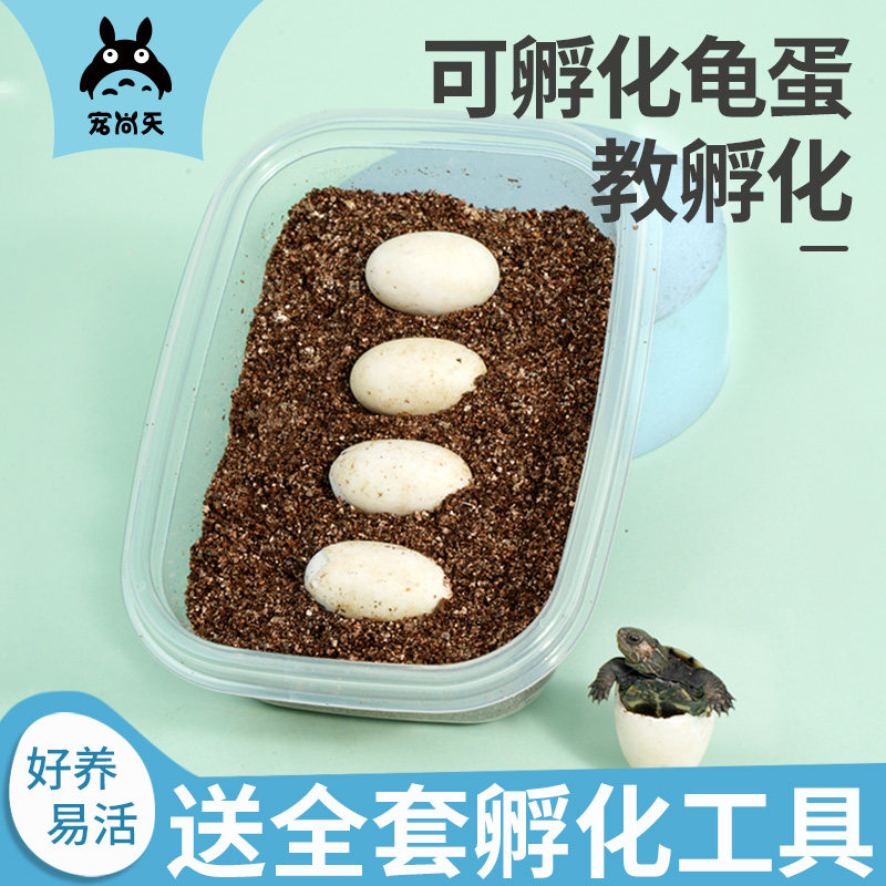 宠尚天乌龟蛋可孵化套装儿童小宠物龟中华草龟巴西龟活物受精蛋