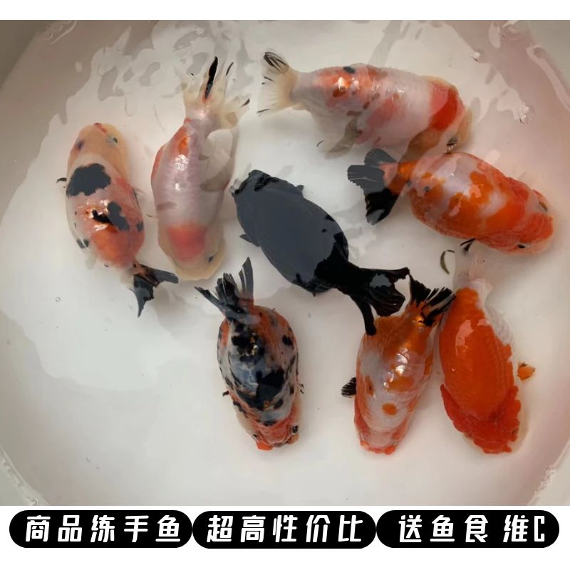 兰寿金鱼包活好养冷水观赏鱼百褶泰狮金鱼鱼苗新手商品级练手鱼