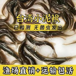 饲料鱼活鱼小泥鳅活饵台湾鲜活鱼苗乌龟虎鱼草鱼黑泥鳅苗龙鱼活食