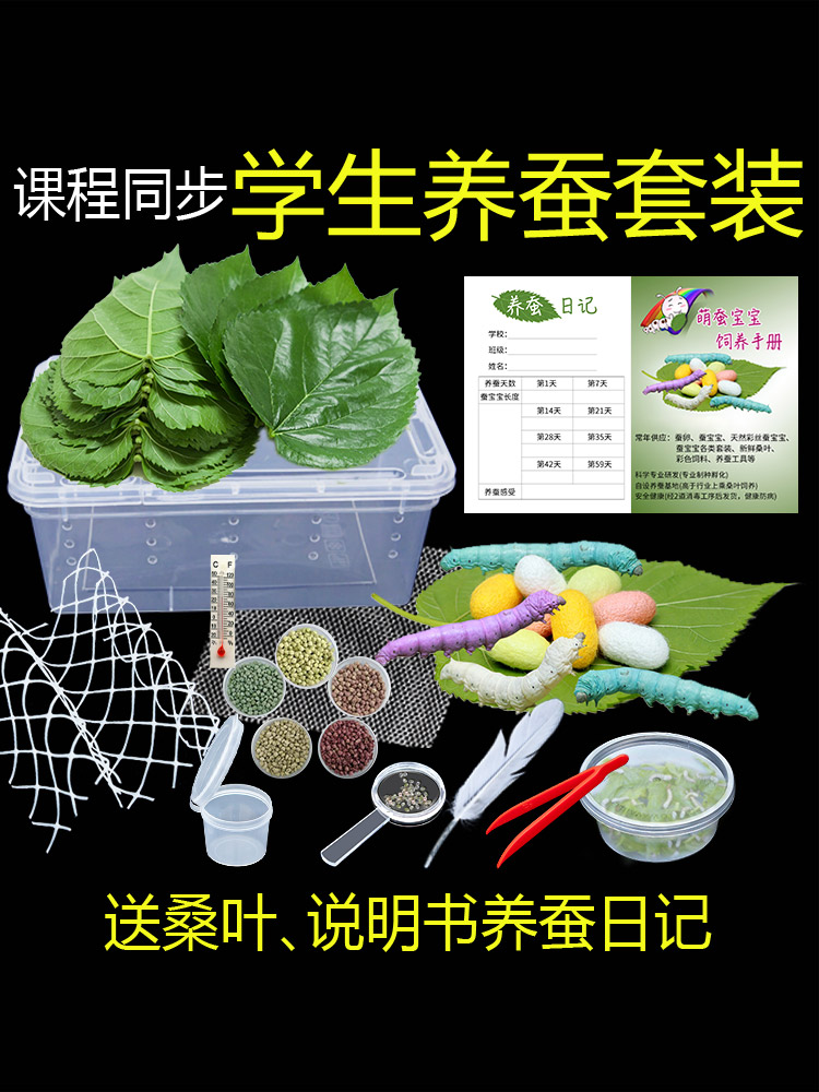 七彩蚕宝宝活体学生养蚕套装鲜桑叶白色金丝蚕卵运输包活12345龄
