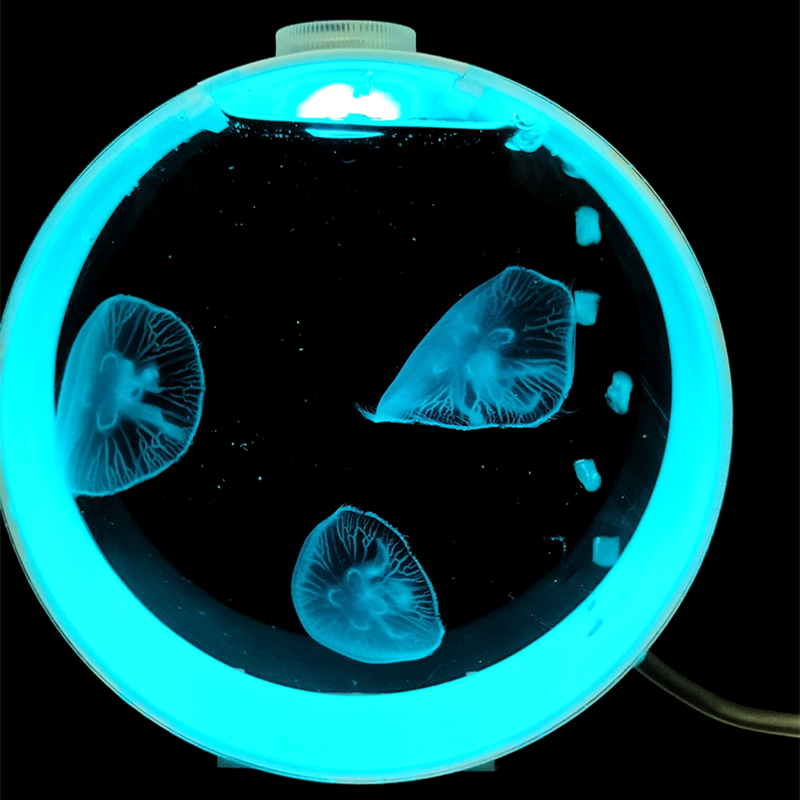 入门气泡水母缸海月倒立大西洋巴布亚活体水母宠物桌面淡水小鱼缸