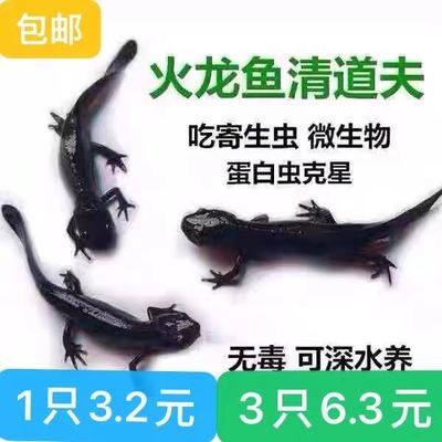 小火龙冷水鱼清洁可爱宠物小型吃屎鱼淡水观赏鱼东方娃娃鱼蝾螈