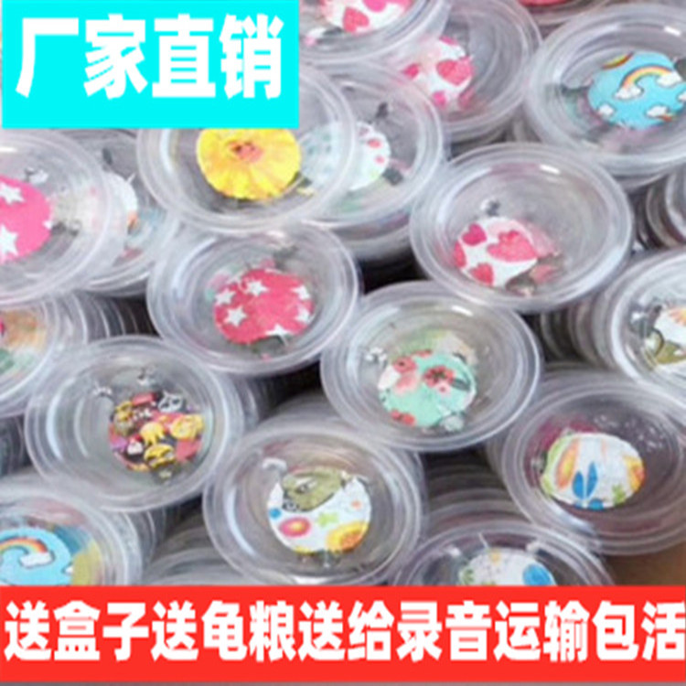 网红彩色小乌龟活体炫彩小巴西龟苗观赏宠物龟彩绘龟活物印花玩具