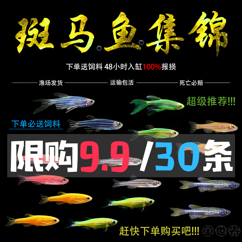 红蓝斑马鱼小型热带观赏鱼草缸灯科鱼冷水鱼翡翠蓝莓斑马包邮活体