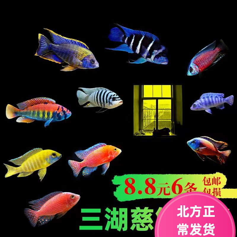 三湖慈鲷鱼黑线王子活体中小型耐养易活热带观赏鱼淡水鱼