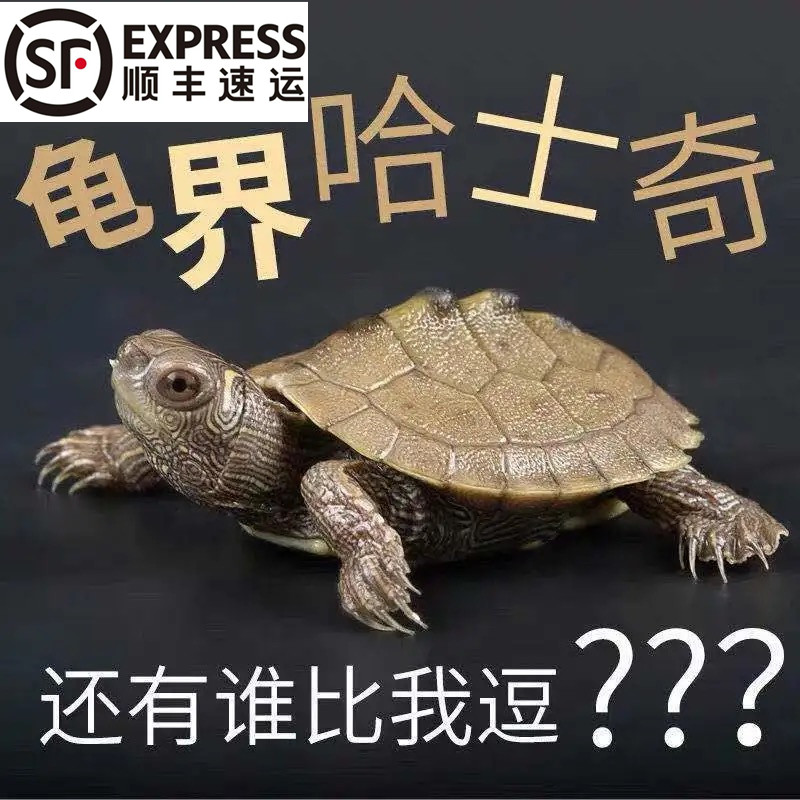 逗比地图深水龟观赏小乌龟活物密西西比黑瘤地图深水鱼缸混养龟
