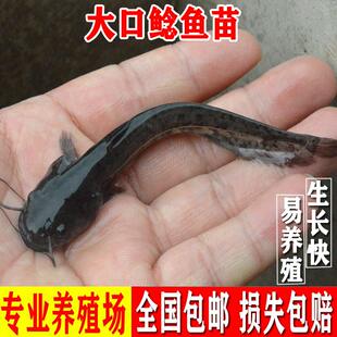 南方大口鲶鱼苗淡水养殖活体食用二须鲶河鲶肉食土鲶鱼塘鲺鲶鱼苗