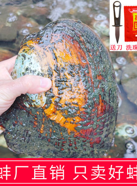 9年天然淡水紫色单珠多珠异形自己开蚌取爱迪生珍珠蚌壳鲜活河蚌