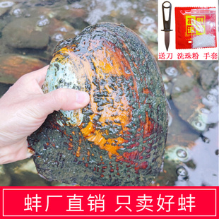 9年天然淡水紫色单珠多珠异形自己开蚌取爱迪生珍珠蚌壳鲜活河蚌