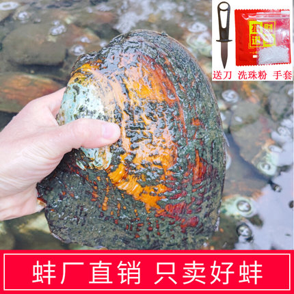 9年天然淡水紫色单珠多珠异形自己开蚌取爱迪生珍珠蚌壳鲜活河蚌